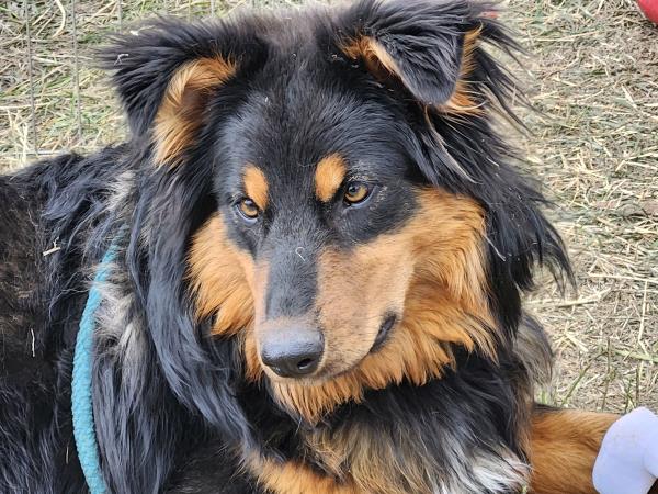 /Images/uploads/The Santa Fe New Mexican/santafepetcontest/entries/33964thumb.jpg